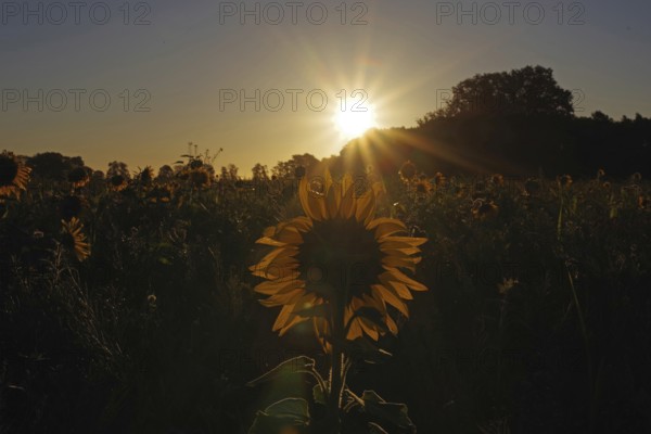 Landscape, sunrise, sunflower (Helianthus annuus), Germany, special atmosphere and beautiful colors