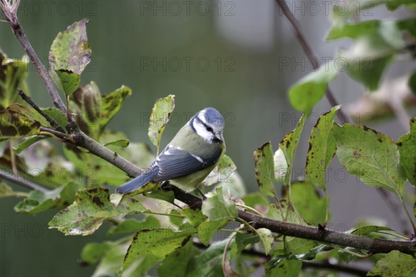 Blue tit (Cyanistes caeruleus), branch, deciduous leaves, autumn, Germany, A blue tit sitting in an