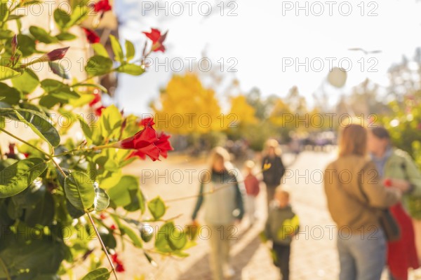 Close-up of red flowers under autumnal sunlight as people stroll in the background, Urschelherbst