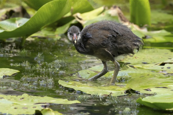 Moorhen (Gallinula chloropus) juvenile baby bird on a water lily pad in a pond, England, United