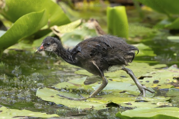 Moorhen (Gallinula chloropus) juvenile baby bird walking on a water lily pad in a pond, England,