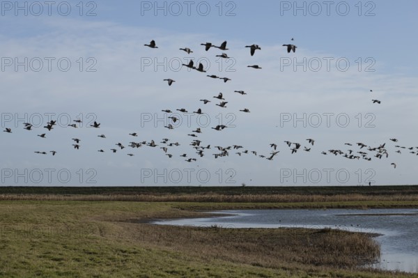 Greylag goose (Anser anser) adult geese birds in flight in a flock or skein over a lagoon in