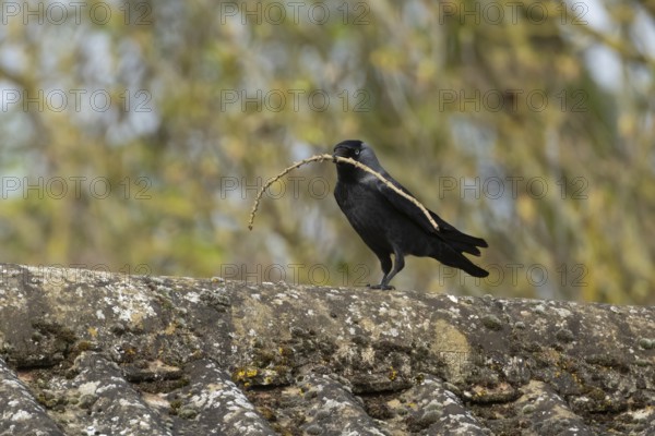 Jackdaw (Corvus monedula) adult bird on an urban house roof with a tree branch for nesting material