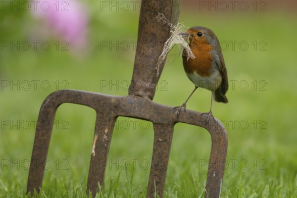European robin (Erithacus rubecula) adult bird on a garden fork with nesting material in its beak