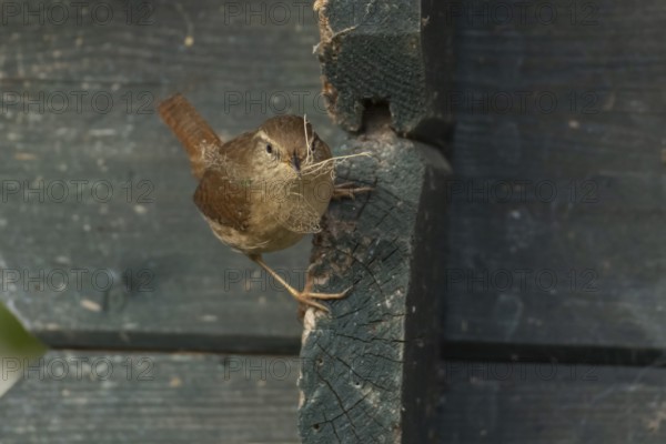 Eurasian wren (Troglodytes troglodytes) adult bird on a garden shed with nesting material in its