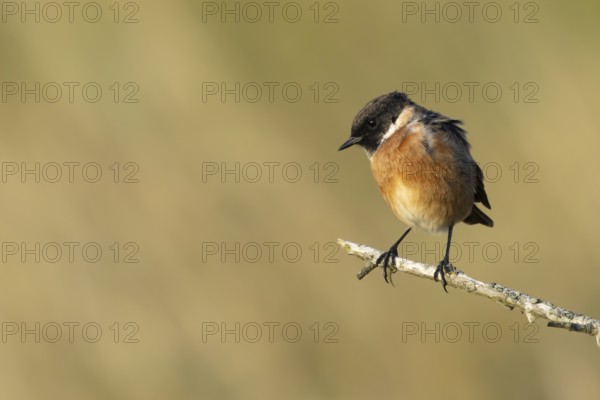 European stonechat (Saxicola rubicola) adult bird on a tree branch, England, United Kingdom
