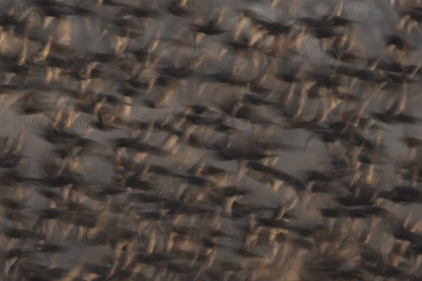 Eurasian starling (Sturnus vulgaris) adult birds flying in a flock in a murmuration at sunset in