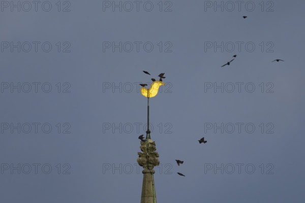 Eurasian starling (Sturnus vulgaris) adult birds flying and on a church spire at dusk, England,