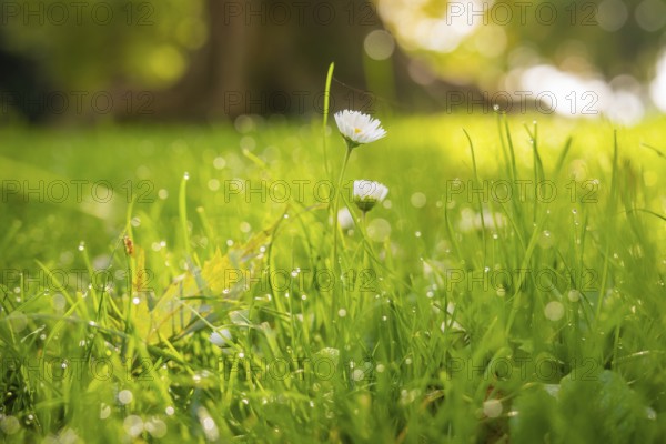 Daisies in dewy grass, illuminated by soft sunbeams in the background, Überlingen, Lake Constance,