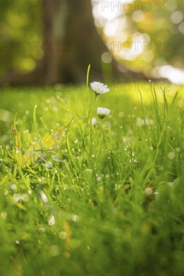 Close-up of daisies and dewy grass in the morning light, conveys spring feelings, Überlingen, Lake