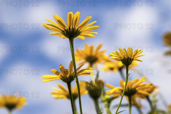 Oxeye (Buphthalmum salicifolium) from below against the sky, Eibelkopf, Mangfall Mountains, Upper