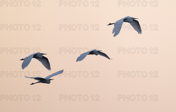 Great Egret (Ardea alba) four herons flying in front of the sky in warm, orange morning light,