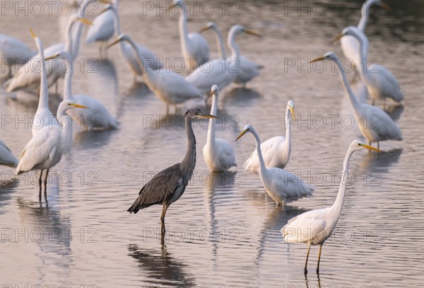 Great egret (Ardea alba), many herons and a gray heron (Ardea cinerea) stand in the shallow water