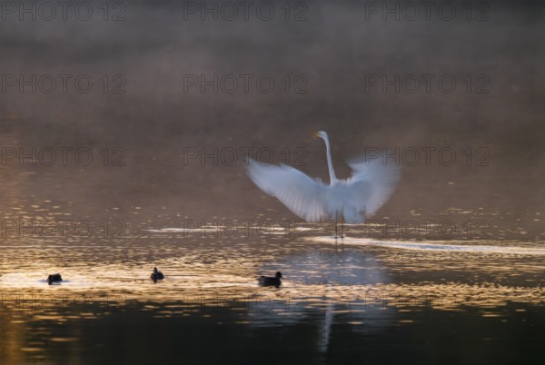 Great egret (Ardea alba) stands with wings spread out in warm, orange morning light in the shallow
