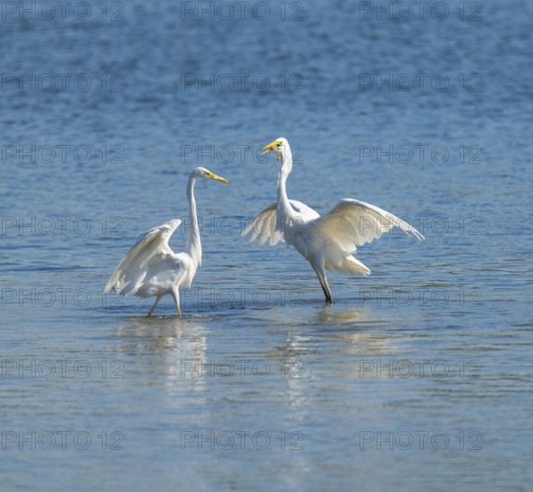 Great egret (Ardea alba), two herons standing in the shallow water zone of a lake and fighting over