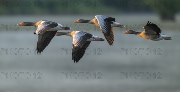 Grey goose (Anser anser), gray geese flying over a body of water in early warm morning light, Lower
