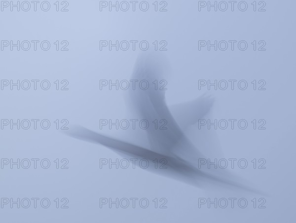 Grey goose (Anser anser) in flight, motion blur, long exposure, pull, wiping effect, Lower Saxony,