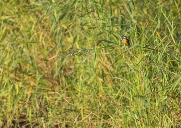 Kingfisher (Alcedo atthis) sits on a reed stalk while hunting a prey, reed (Phragmites australis)