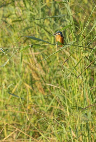 Kingfisher (Alcedo atthis) sits on a reed stalk while hunting a prey, reed (Phragmites australis)