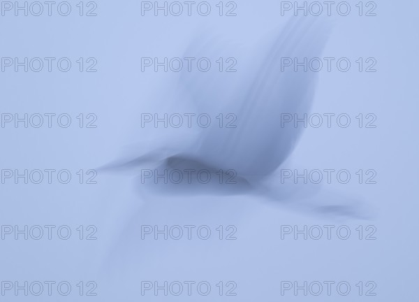 Grey heron (Ardea cinerea) in flight, motion blur, long exposure, pulling, wiping effect, Lower