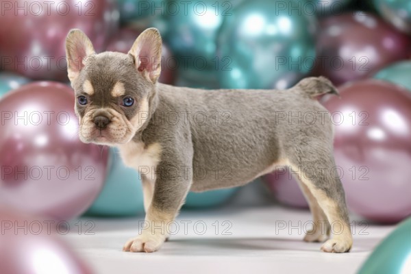 Cute 6 weeks young healthy French Bulldog dog puppy with husky markings standing in front of