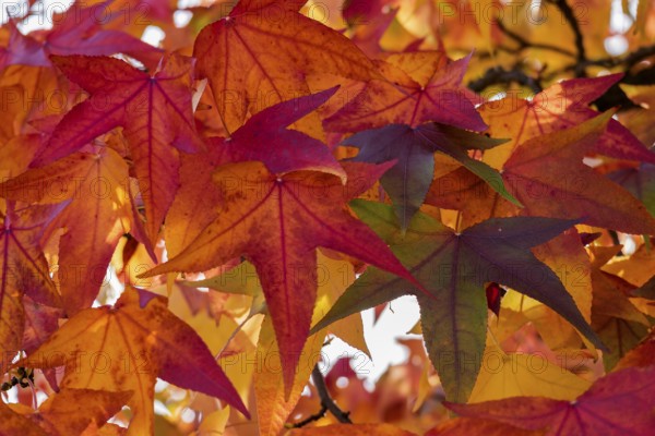 Colourful autumn leaves in red and orange create a warm autumn atmosphere, Münsterland, North