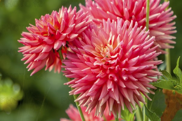 Detailed view of pink cactus dahlias with green surroundings and natural flair, Palatinate,