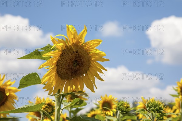 Sunflowers (Helianthus annuus), sunflower field against a cloudy sky, Palatinate,