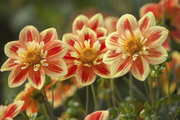 Yellow-red dahlias with a unique pattern stand in a natural environment, Palatinate,