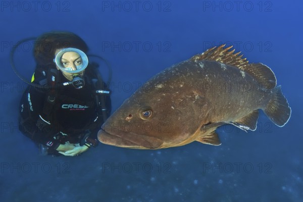 Underwater photo of female diver looking at swimming right next to large brown grouper (Epinephelus