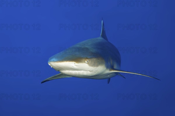 Underwater photo of large blacktip reef shark (Carcharhinus melanopterus) Blacktip reef shark
