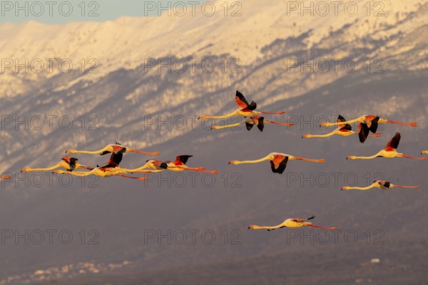 Pink flamingos (Phoenicopterus roseus) in flight in front of snow-covered mountains, Lake Kerkini,