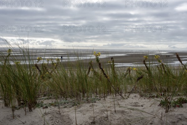 Dune grasses and yellow wildflowers in the sand, behind them 'the mudflats at low tide, Föhr
