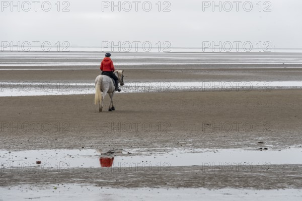 A horsewoman in a red jacket rides a white horse across the mudflats of the island of Föhr,