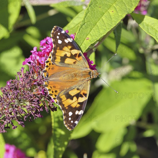 Thistle butterfly (Vanessa cardui) on a Buddleja davidii flower, Wilnsdorf, North Rhine-Westphalia,