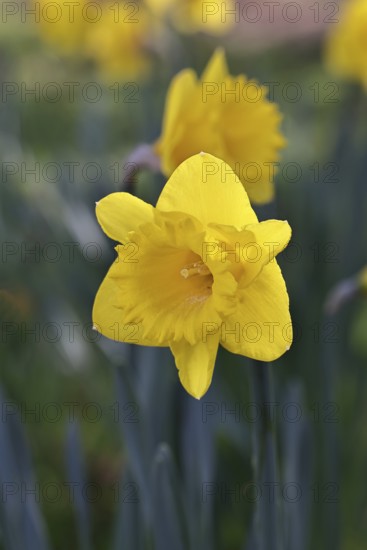 Daffodil (Narcissus), yellow flower in a garden, close-up, Wilnsdorf, North Rhine-Westphalia,