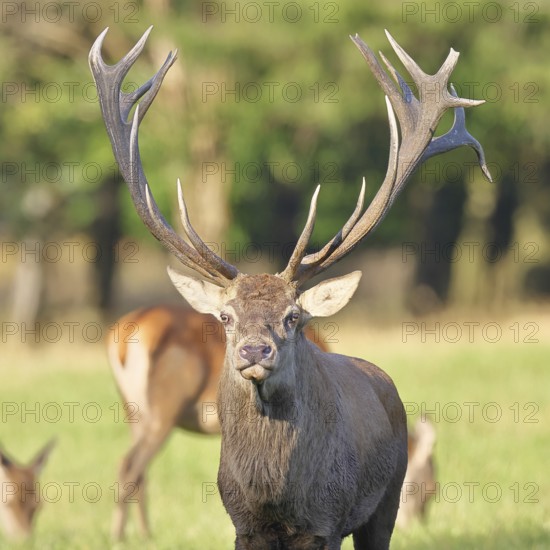 Red deer (Cervus elaphus), capital stag in a forest clearing, animal portrait, looking into the