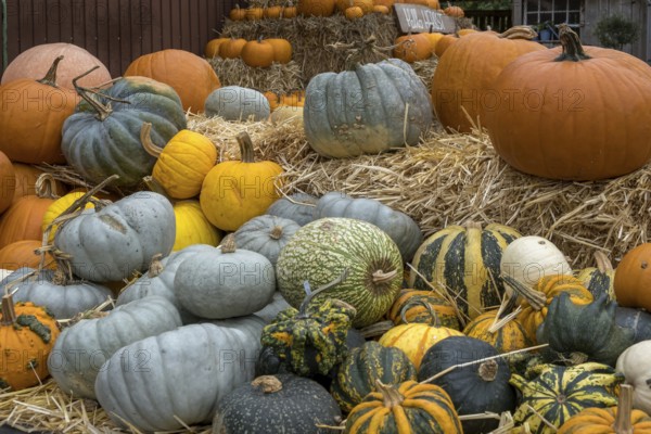 Colourful pumpkins on straw bales, North Rhine-Westphalia, Germany