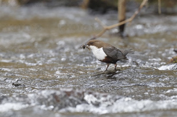 White-throated Dipper (Cinclus cinclus) standing with prey on a stone in the middle of a stream,