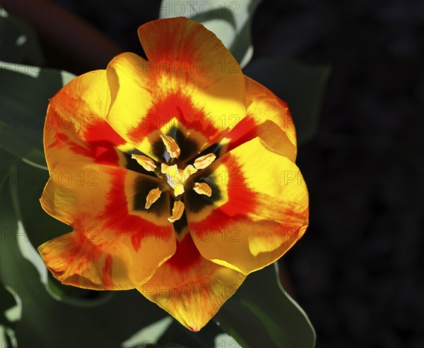 Pistil and stamens in a tulip calyx (Tulipa), tulip flower, red, black and yellow markings,