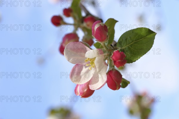 Apple blossoms (Malus), red still closed blossoms and white open blossom with blue sky in the