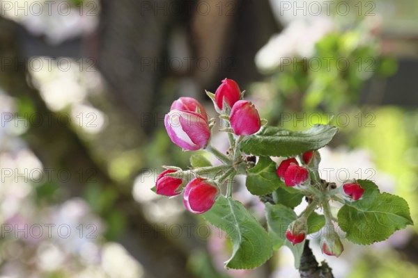 Apple blossoms (Malus), red still closed blossoms, close-up, Wilnsdorf, Nordrhein. Westphalia,