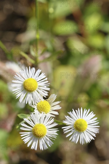 Annual ragweed (Erigeron annuus), by the wayside in a field, Wilnsdorf, North Rhine-Westphalia,