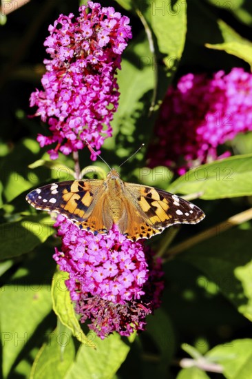 Thistle butterfly (Vanessa cardui) on a Buddleja davidii flower, Wilnsdorf, North Rhine-Westphalia,