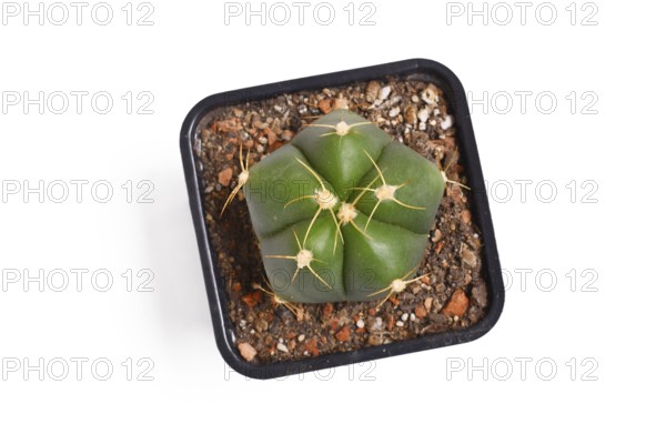 Top view of small 'Gymnocalycium Horstii' cactus plant in black square shaped flower pot on white