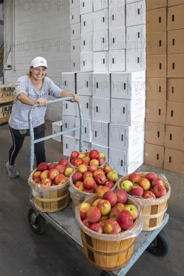 Berrien Springs, Michigan - Fresh apples are sorted and packed at Hildebrand Fruit Farms. Michigan