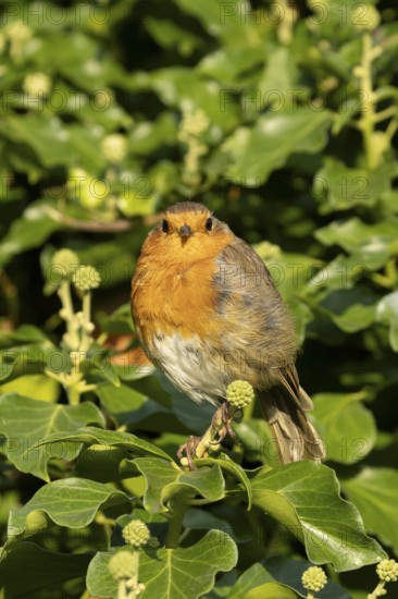 European robin (Erithacus rubecula) adult garden bird on an Ivy tree branch, England, United