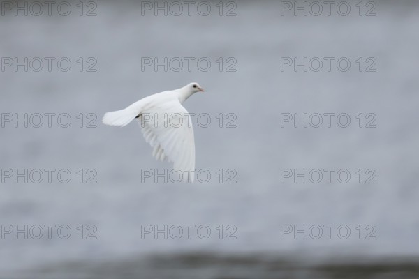 Feral pigeon or White Peace dove (Columba livia domestica) adult bird flying, England, United