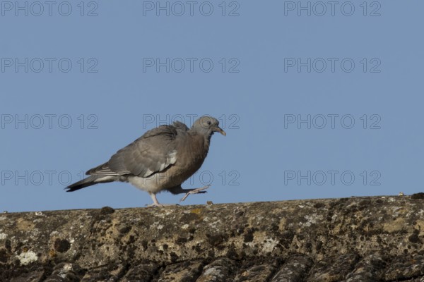 Wood pigeon (Columba palumbus) juvenile baby squab bird walking on an urban house roof, England,