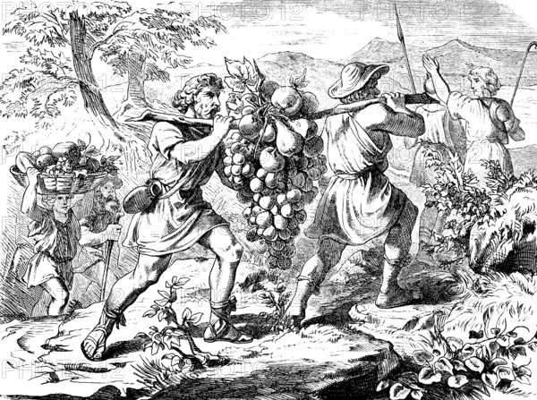 The spies take samples of the fruits of Canaan, God, exploration, brook Estol, vine, figs,
